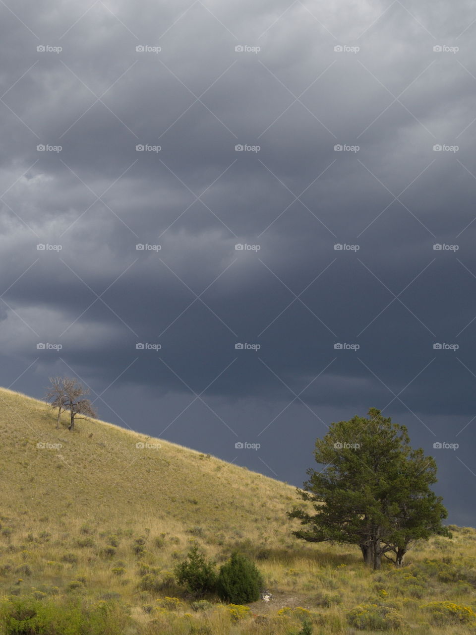 Two isolated trees on a gentle hill stand against a dark gray stormy sky in Yellowstone National Park on a summer day. 