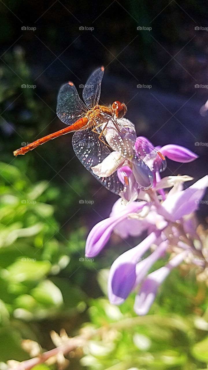 close up of a dragonfly on a hosta flower