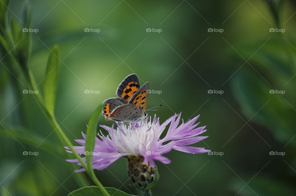 Butterfly on a purple flower 