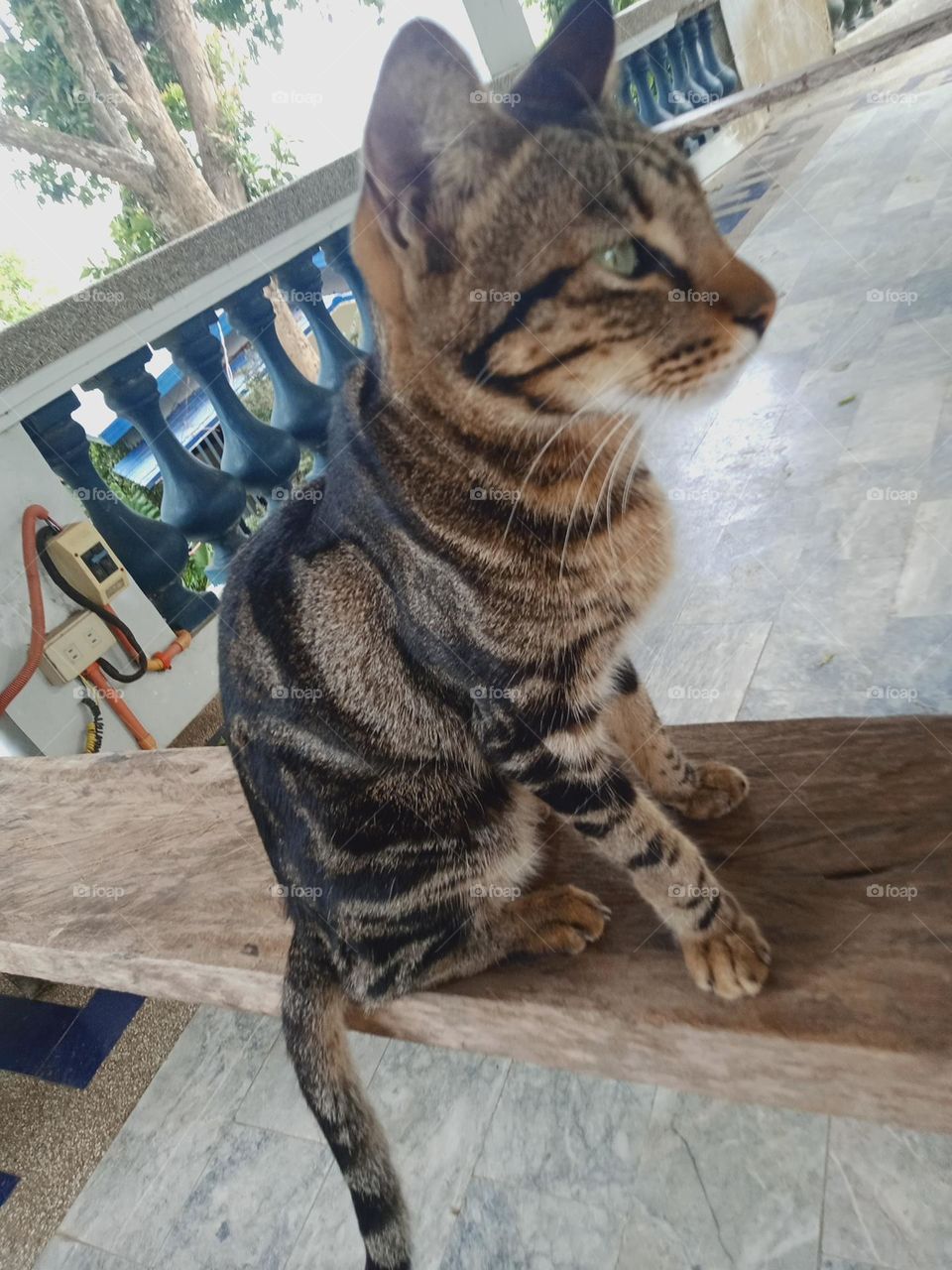 Tabby is any domestic cat with a distinctive 'M'-shaped marking on its forehead; stripes by its eyes and across its cheeks, along its back, and around its legs and tail; and, characteristic striped, dotted, lined, flecked, banded, or swirled patterns