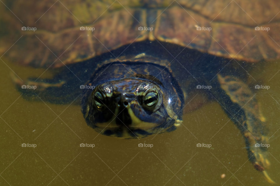 Macro of the head of a Yellow bellied slider turtle staring straight at the camera at a pond in Arapahoe North Carolina. 