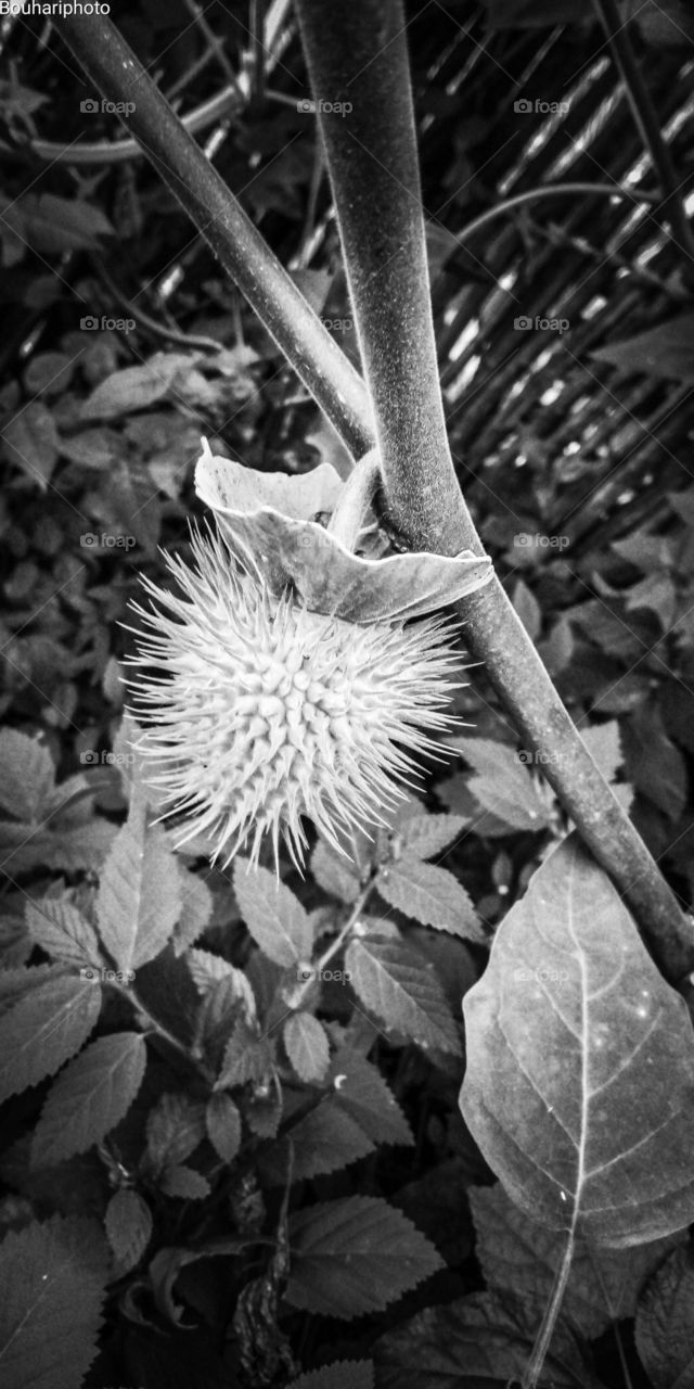 Métel_Datura innoxia