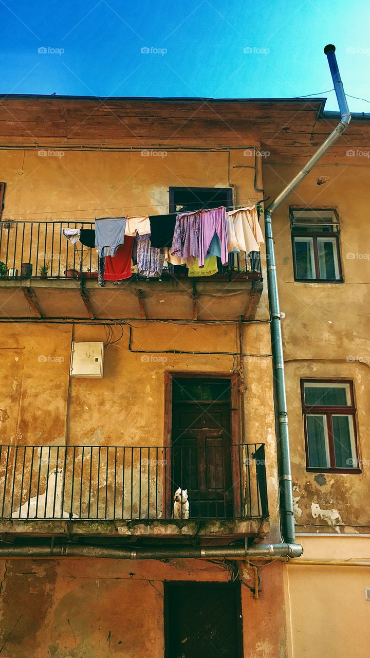 Orange house with cute white dog 