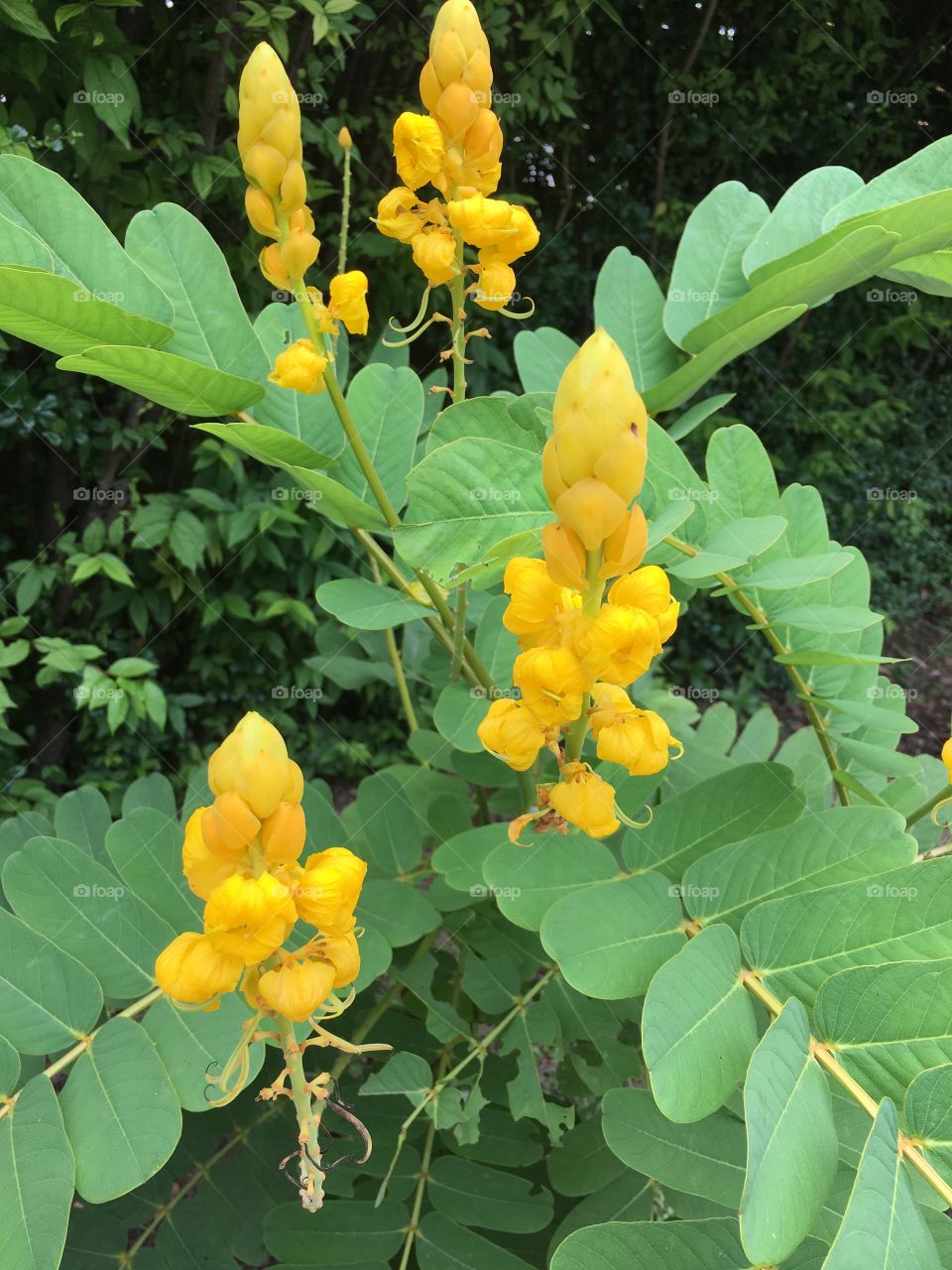 Yellow flower 