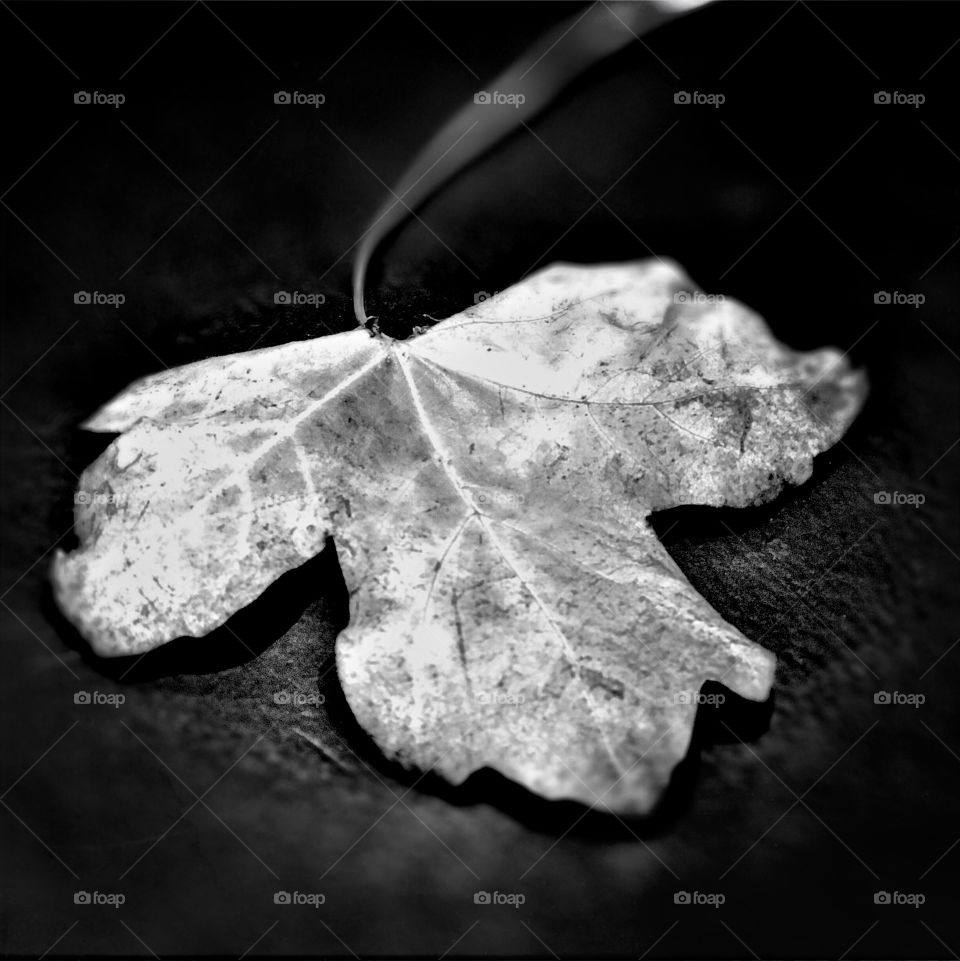 Maple leaf black and white