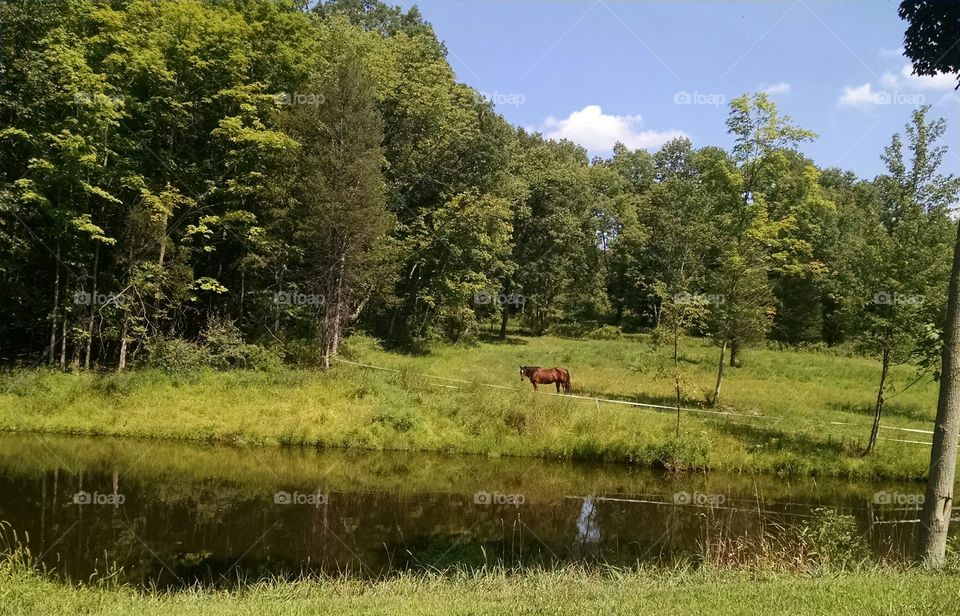 Dog days of summer. I took this pic in Wantage N.J. at my in-laws farm on 8/15/2015 mid day.