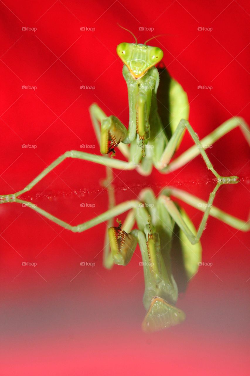 Praying Mantis with reflection on colorful background