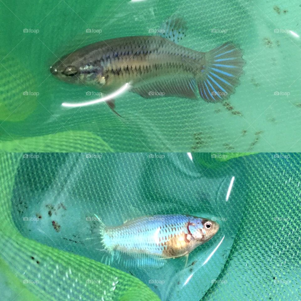 Young female betta