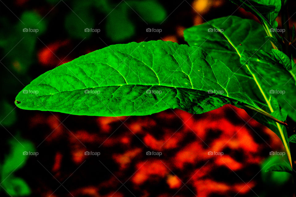 leaf of fire