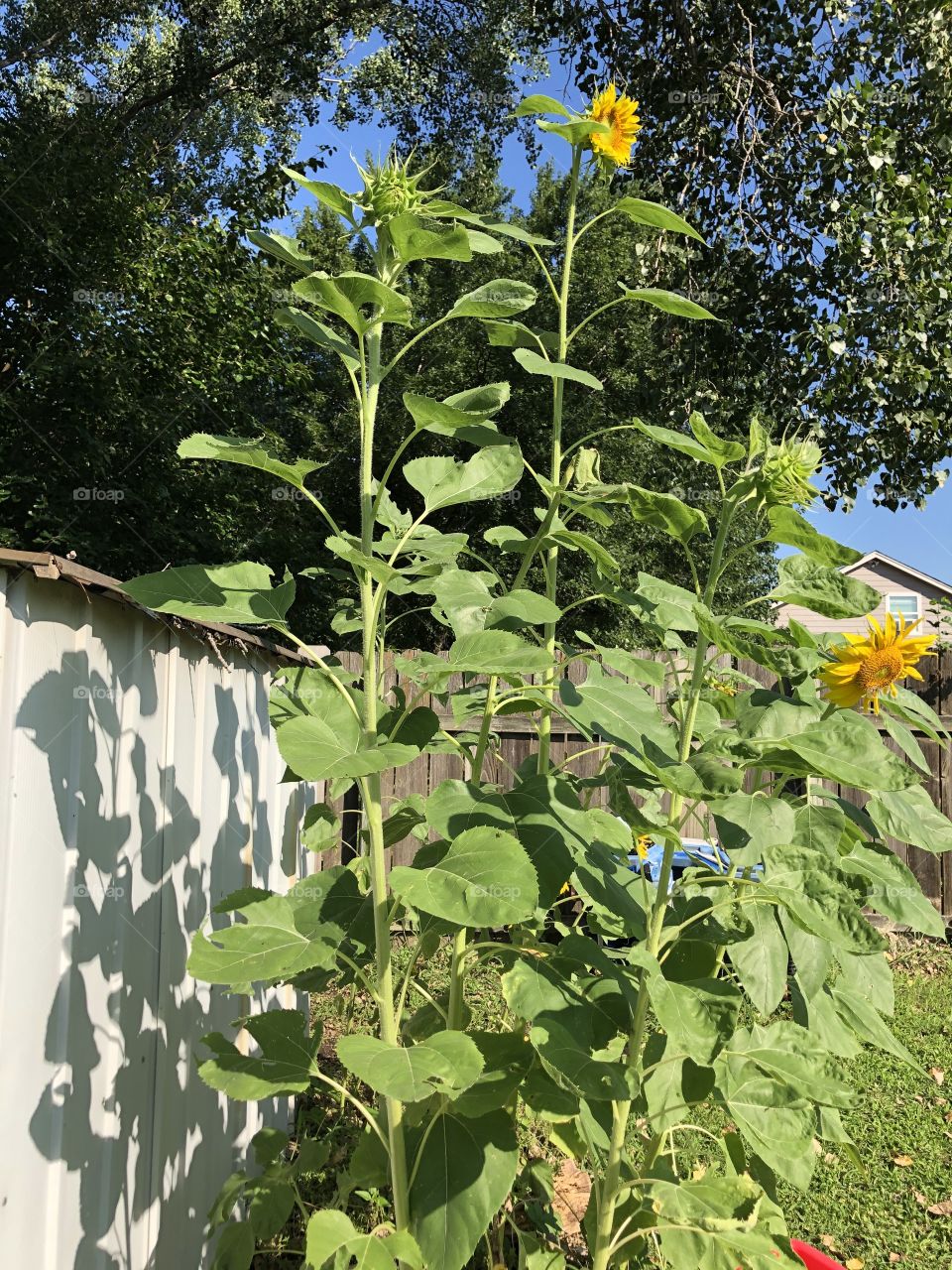 Sunflower shadows