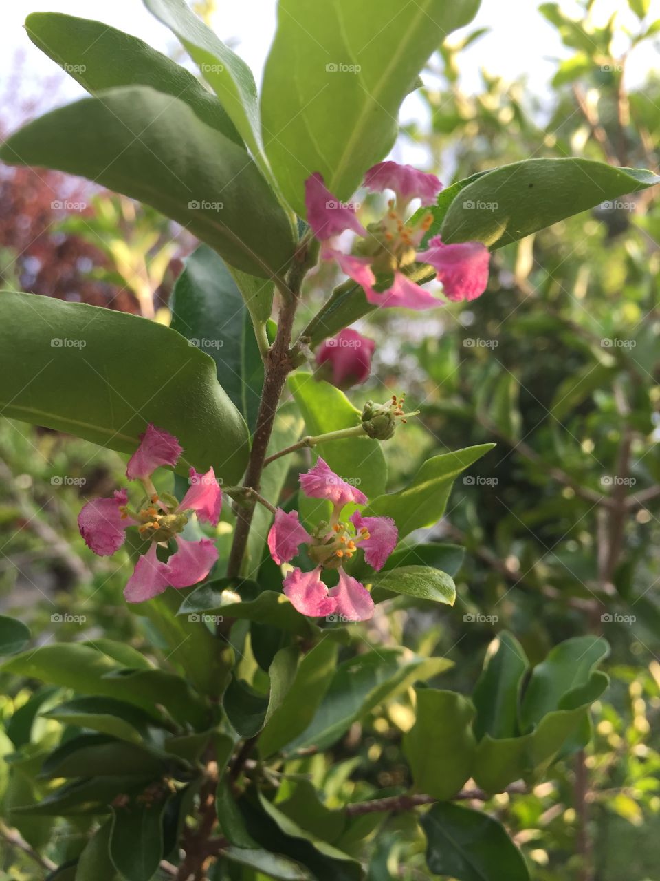 Pink flowers