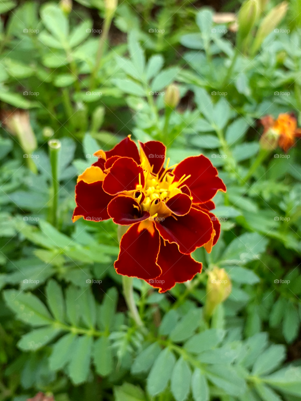 portrait of a flower