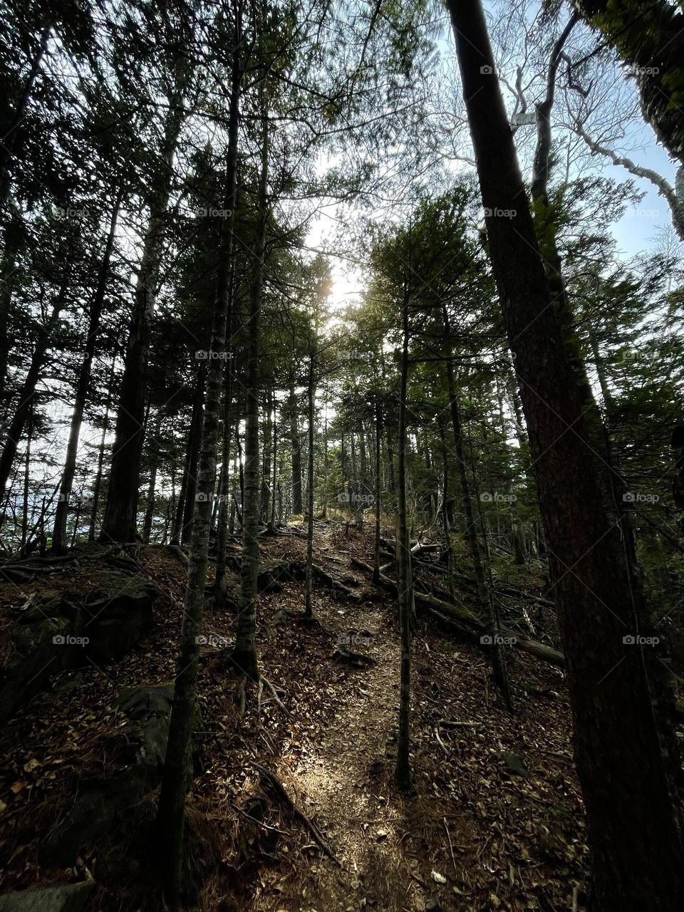 Sunlight in a dark forest