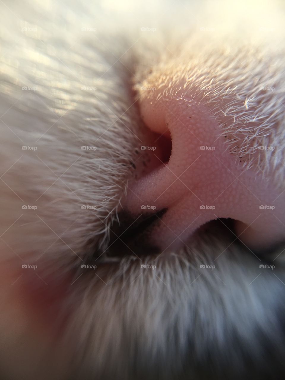 Macro cat nose