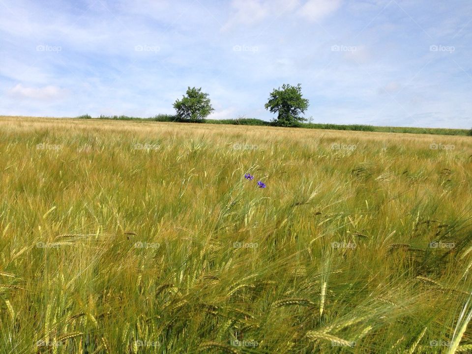 Feld mit Kornblume