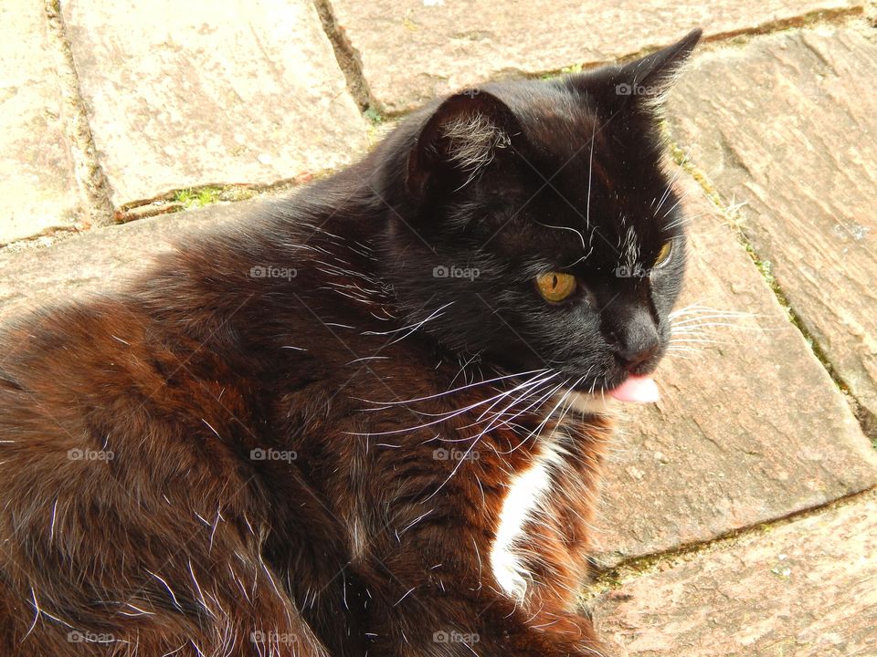 Black cat shows tongue