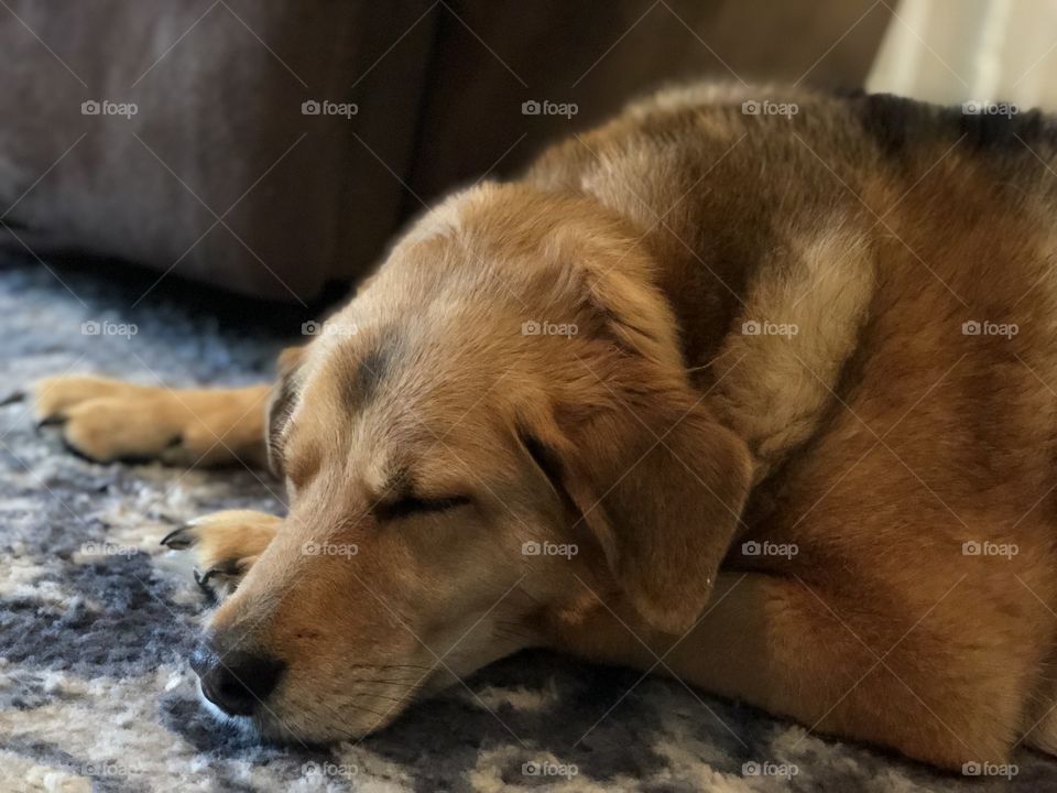 Sleeping brown dog on a blue floral rug