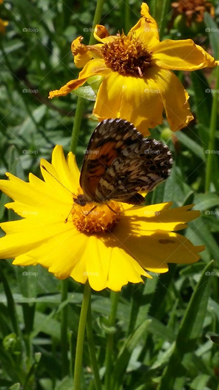 Butterfly. Taken at Lee Richardson Zoo