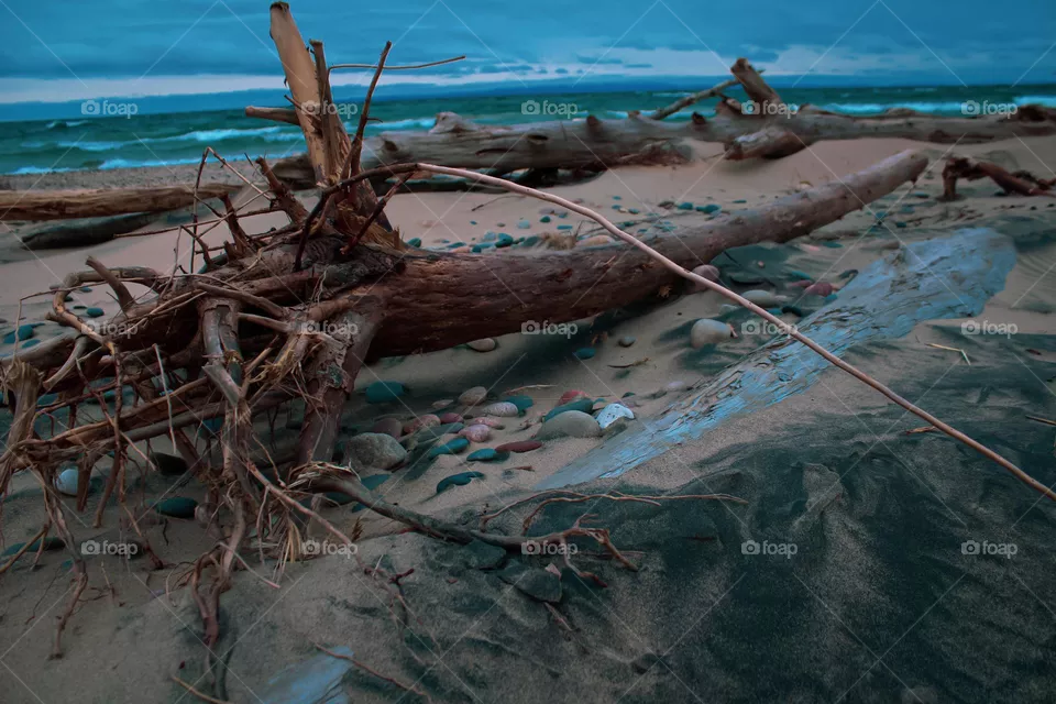 Trees on the beach 