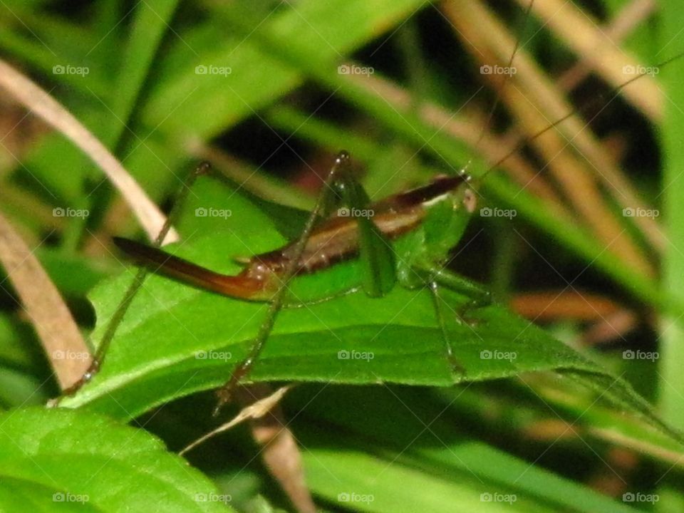 Green grasshopper going