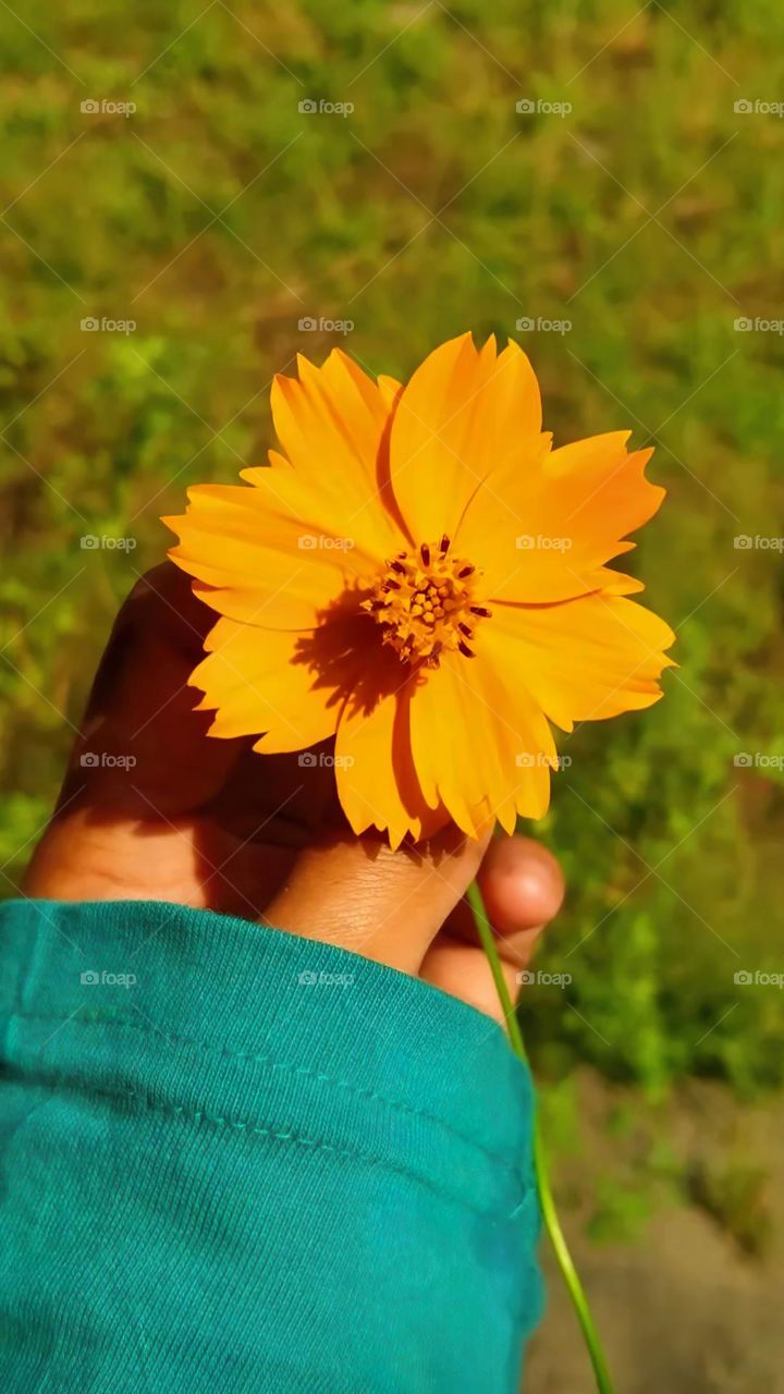 Beautiful Flower, Natural Photography, Original Content