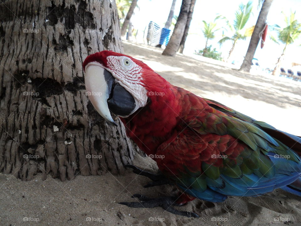 Coco at the beach