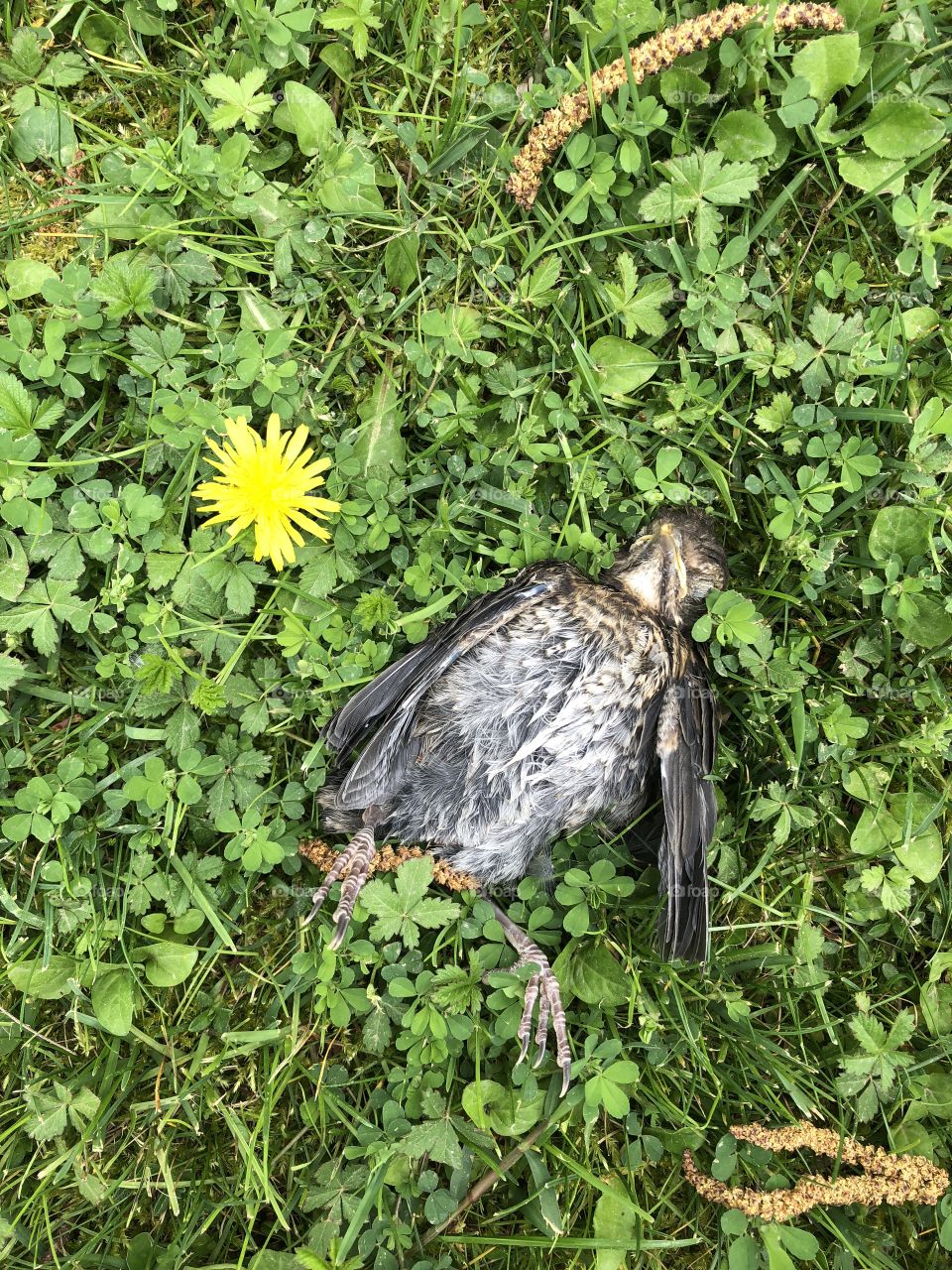 Dead sparrow bird on grass with yellow flower 