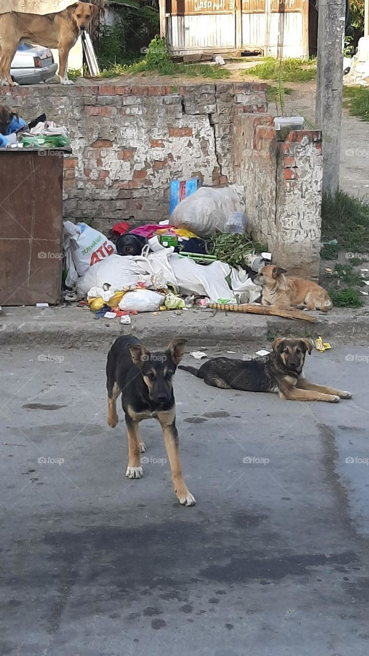 stray dogs