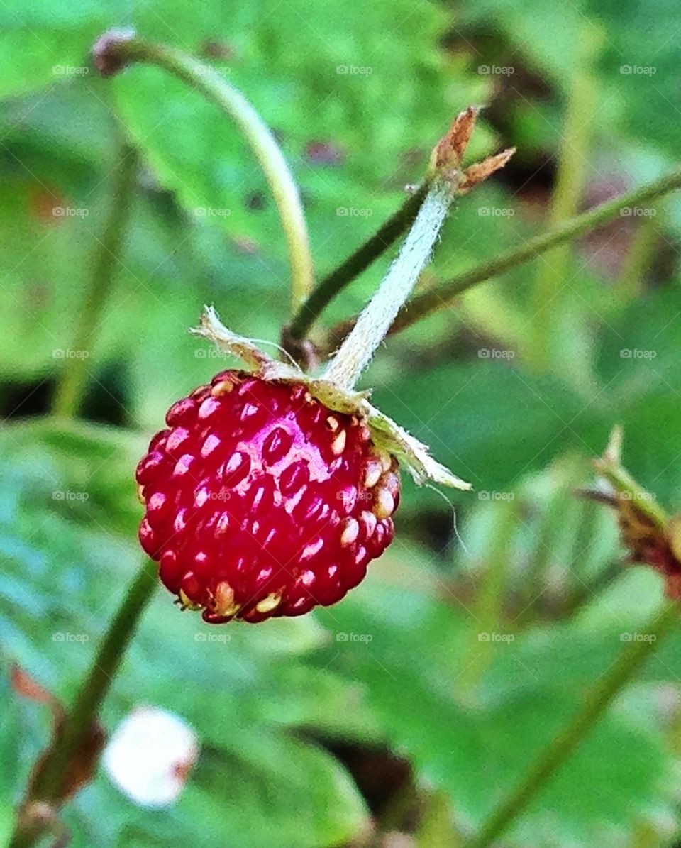 Wild strawberry