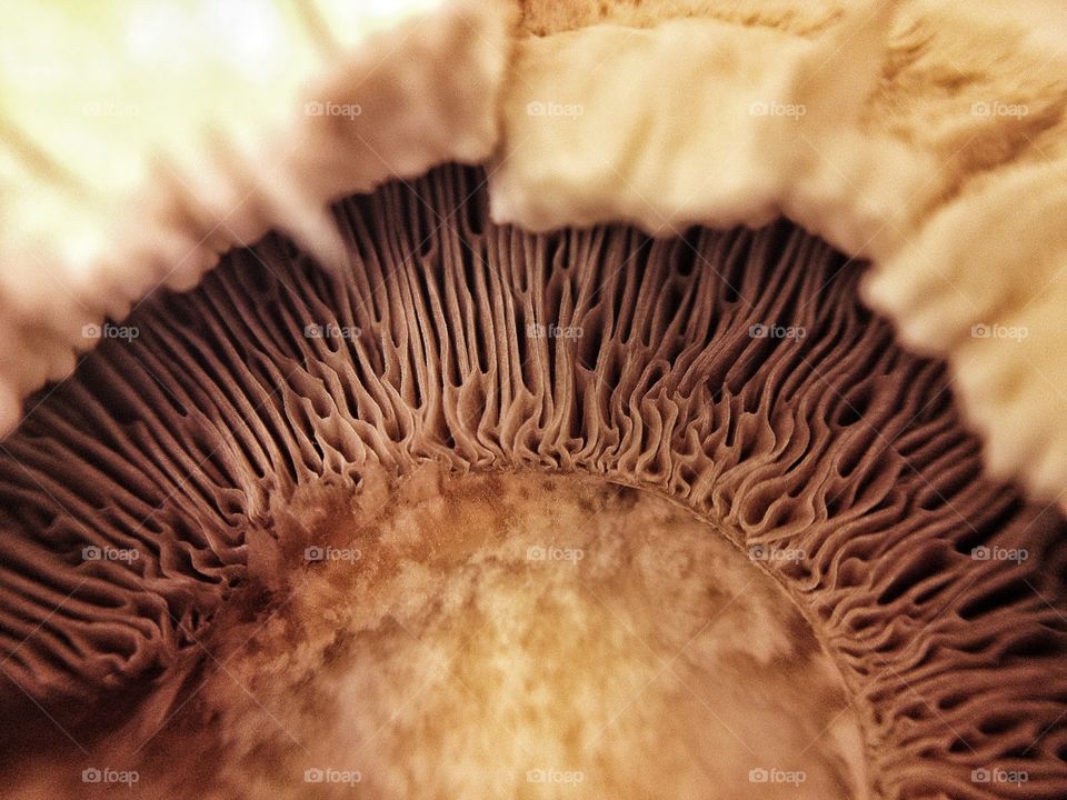 Macro closeup of a mushroom