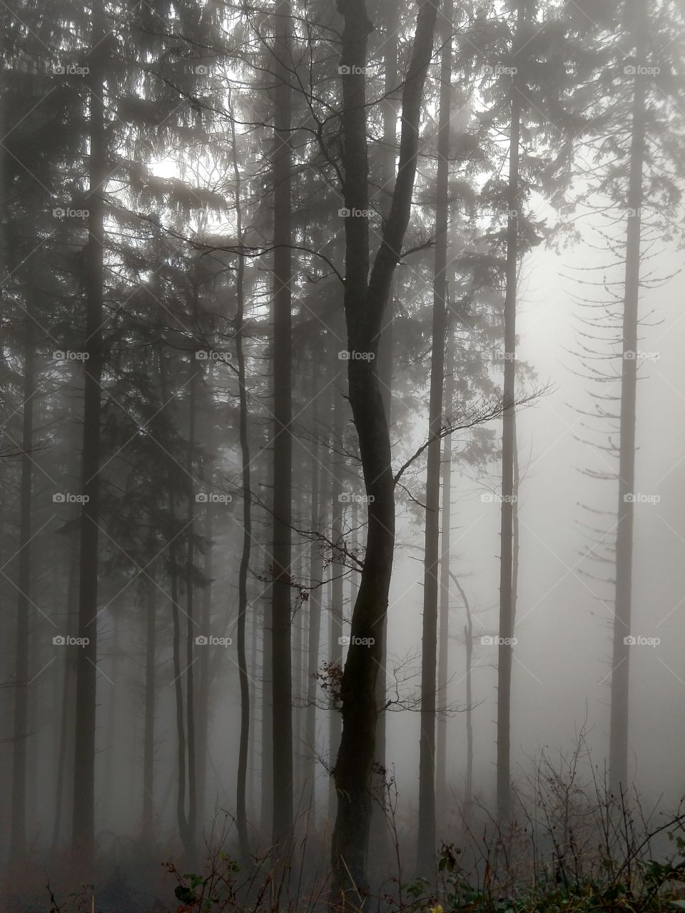 Mist in the woods during autumn. Slovakia