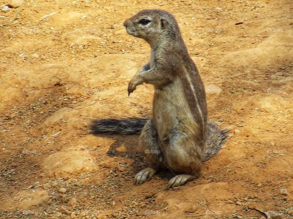 Prairie dog standing up