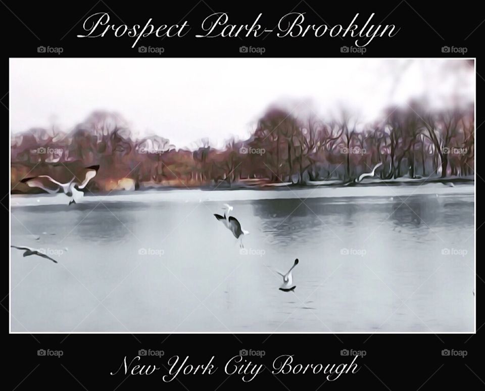 Prospect Park-Brooklyn, New York City, Seagull's 