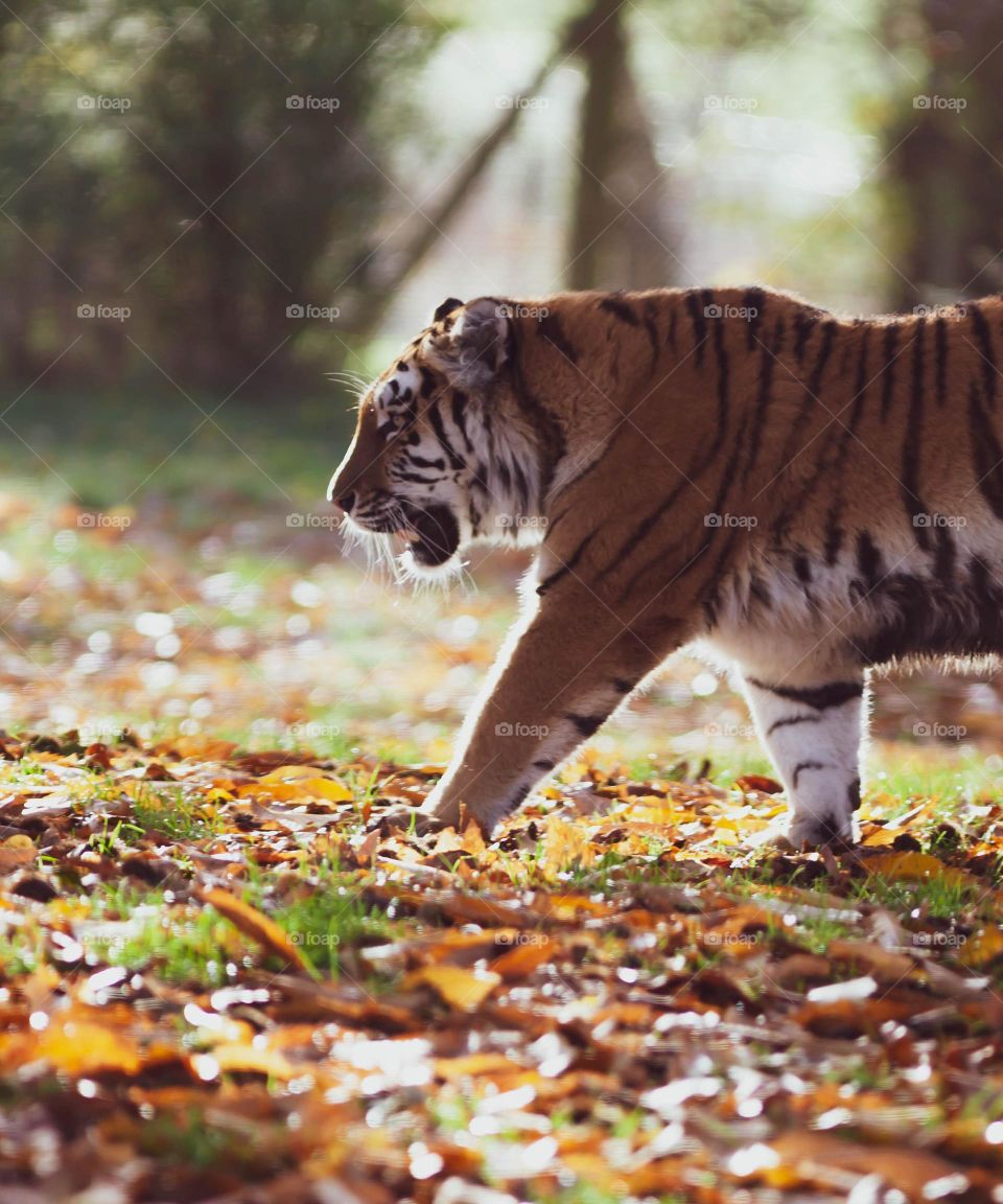 beautiful tiger walking in forest