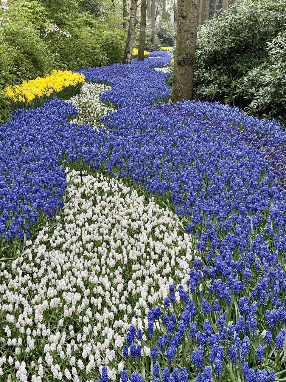 A carpet of spring flowers … Keukonhof 2023 