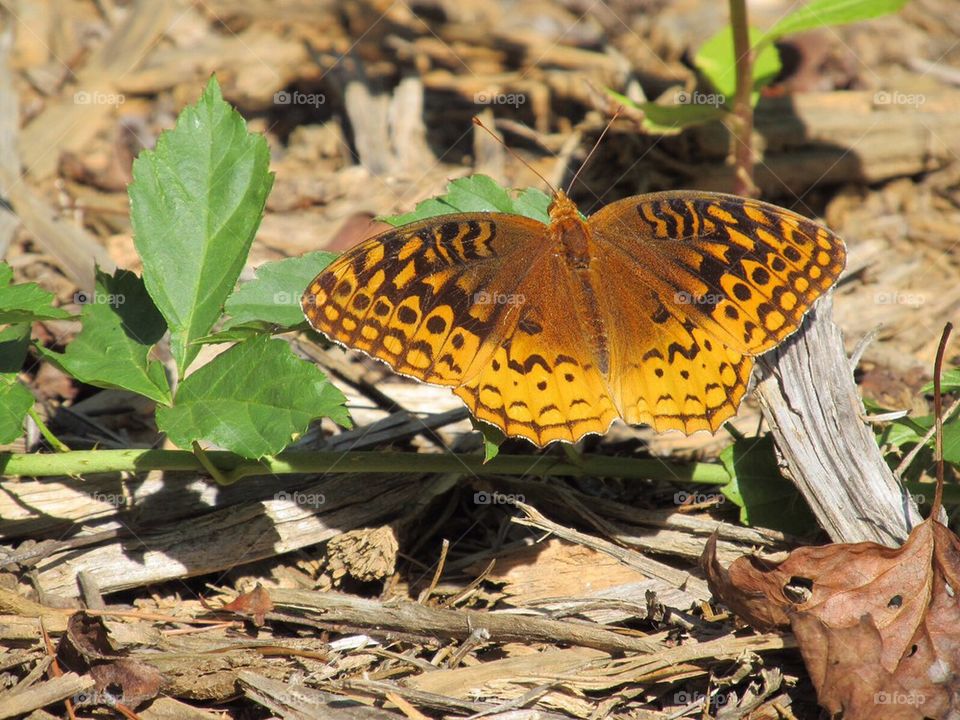 Butterfly on leaves