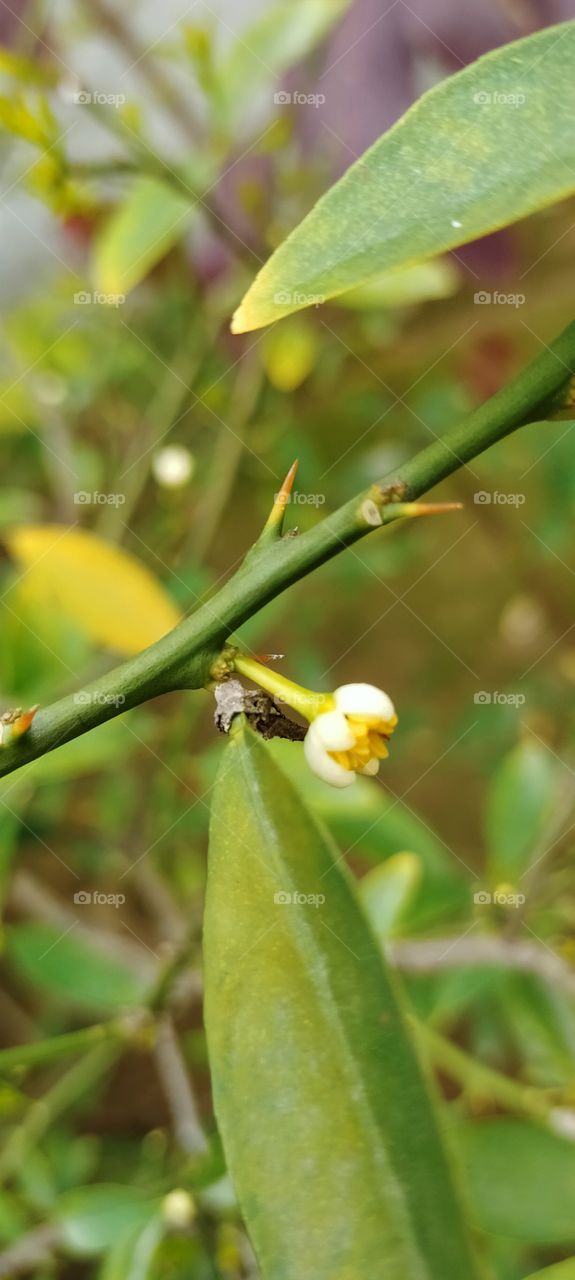 The flowers blooms into a beautiful one.