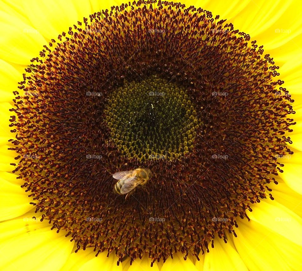 Bee on sunflower