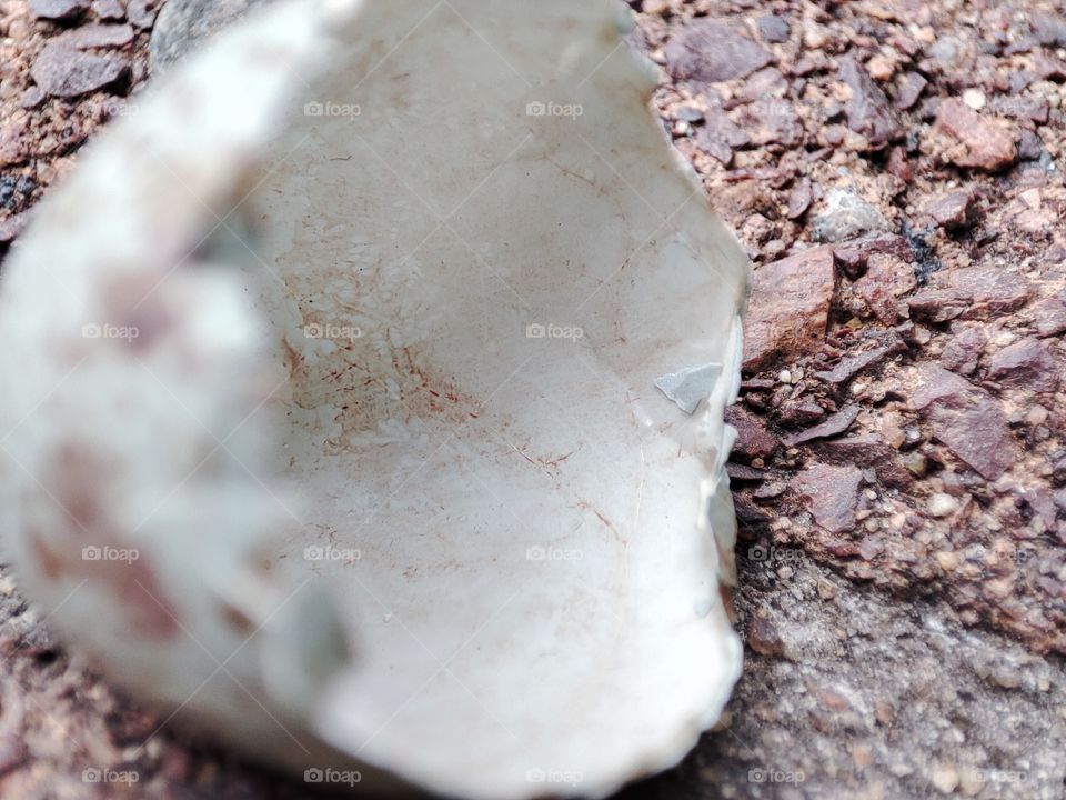 Inside of hatched bird egg