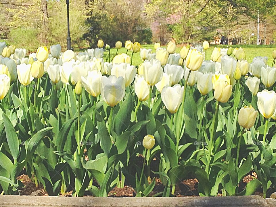 Spring tulips 