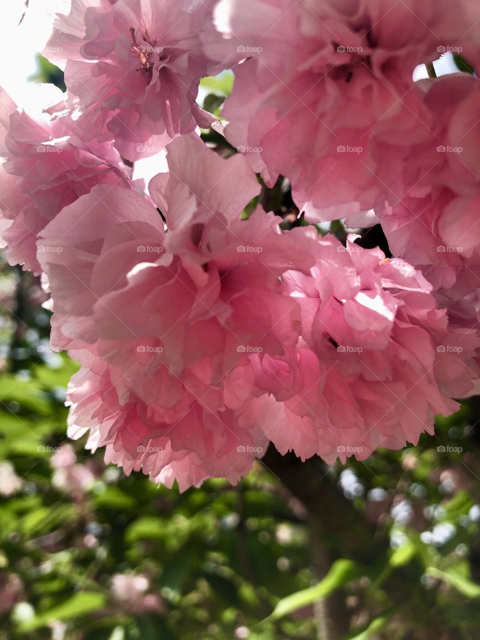 April flowers cherry blossoms 🌸 🍒