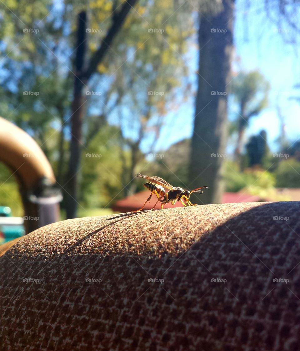 Wasp Basking in Sunlight