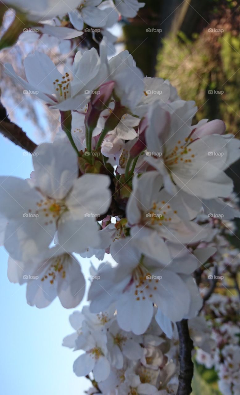 Sakura flowers