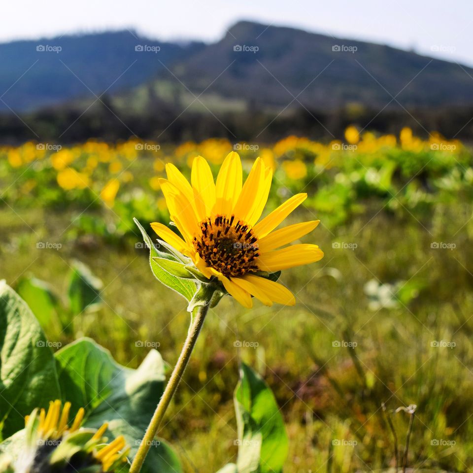 Close-up of yellow flower