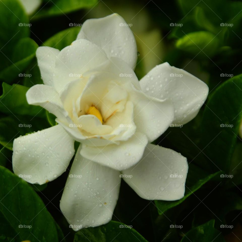 A white Gardenia in the garden