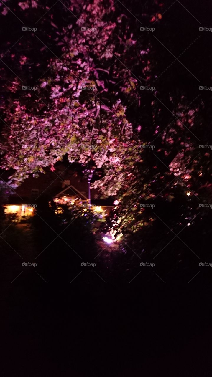 pink purple reds tree lighting