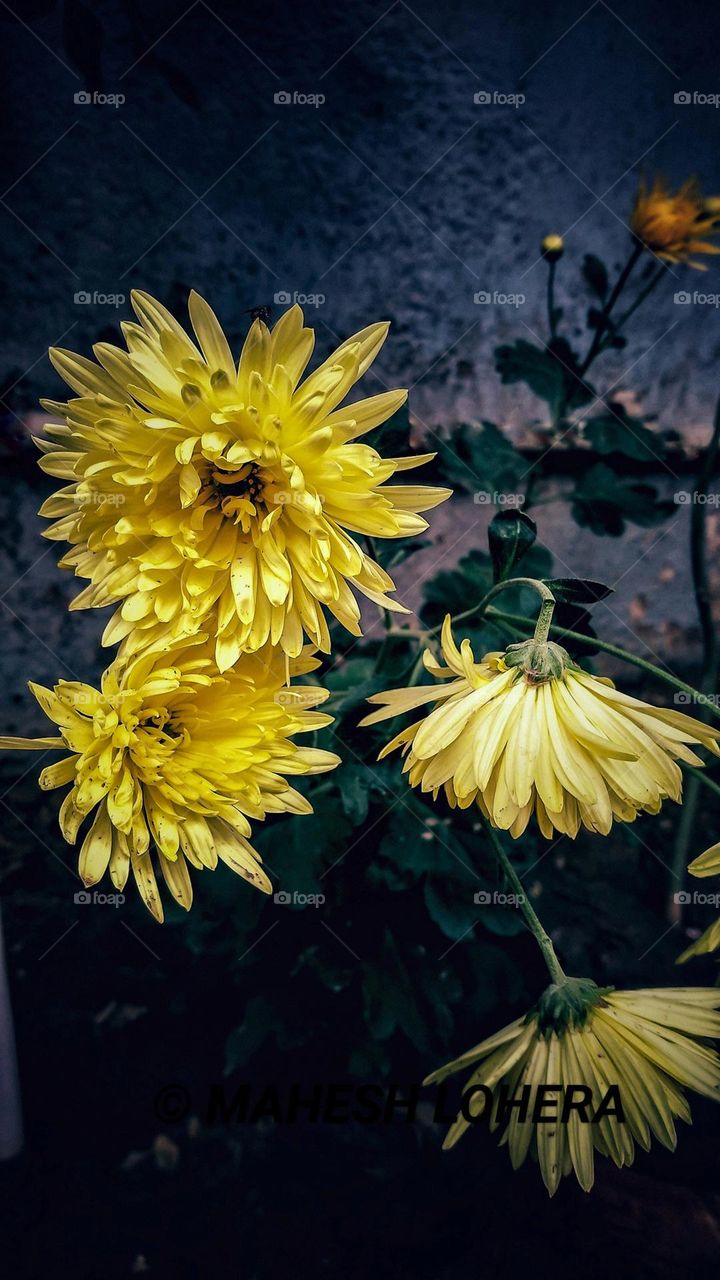 mobile series:plants