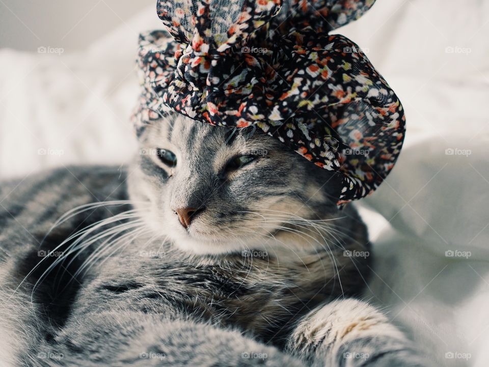 Cute cat with hat
