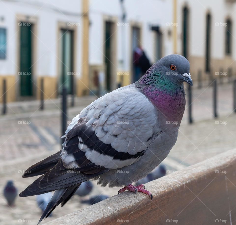 A pigeon with purple, green and grey plumage and perched on a bench, cautiously eyes up the camera - Tomar, Portugal 