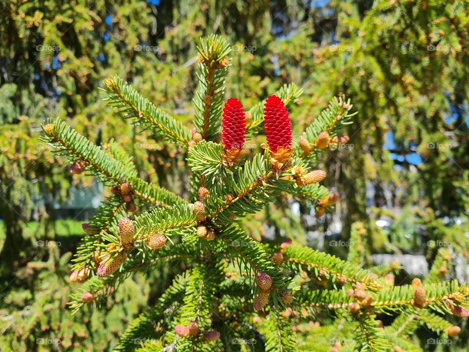 Pine Cones